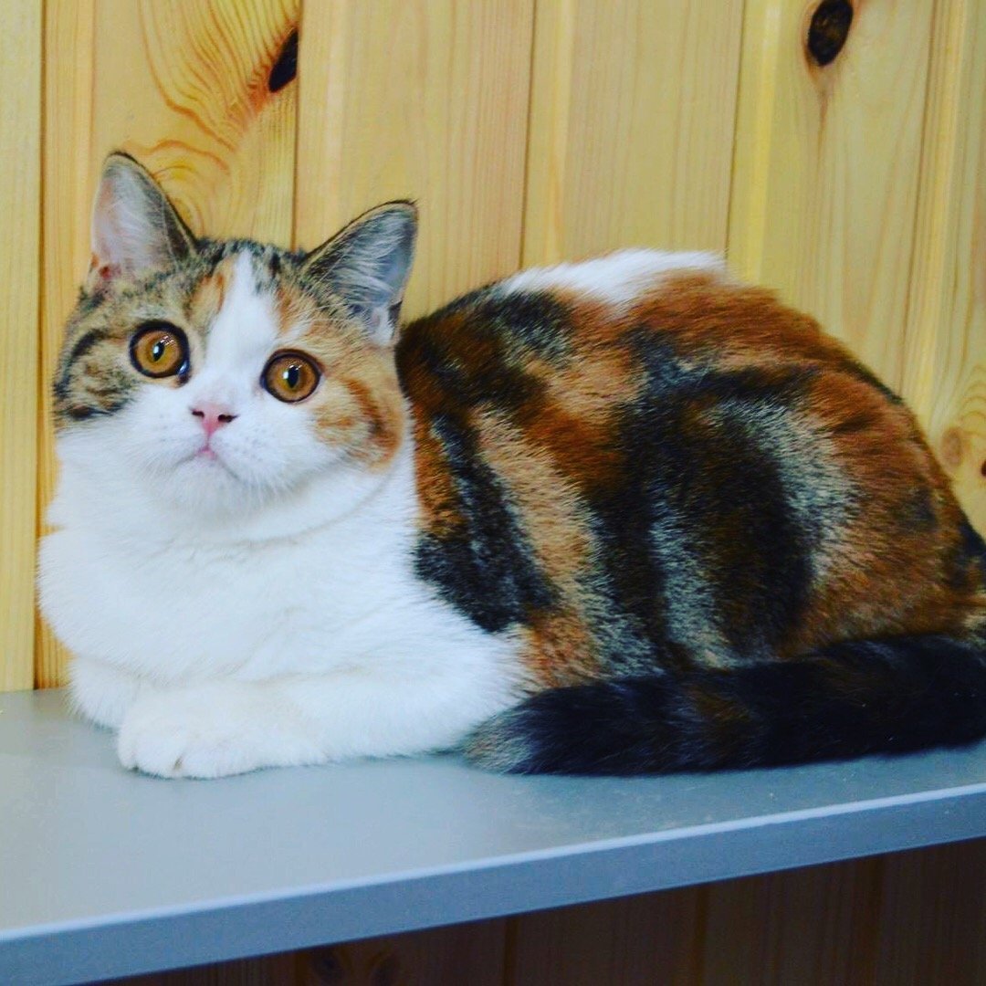 Скоттиш страйт трехцветная кошка