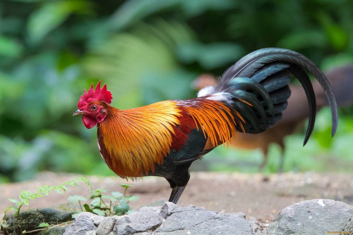 Петушиный хвост