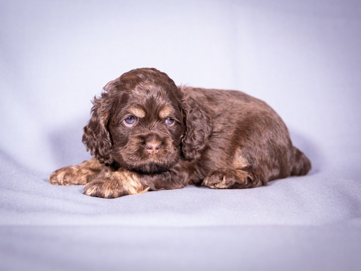 Американский кокер спаниель