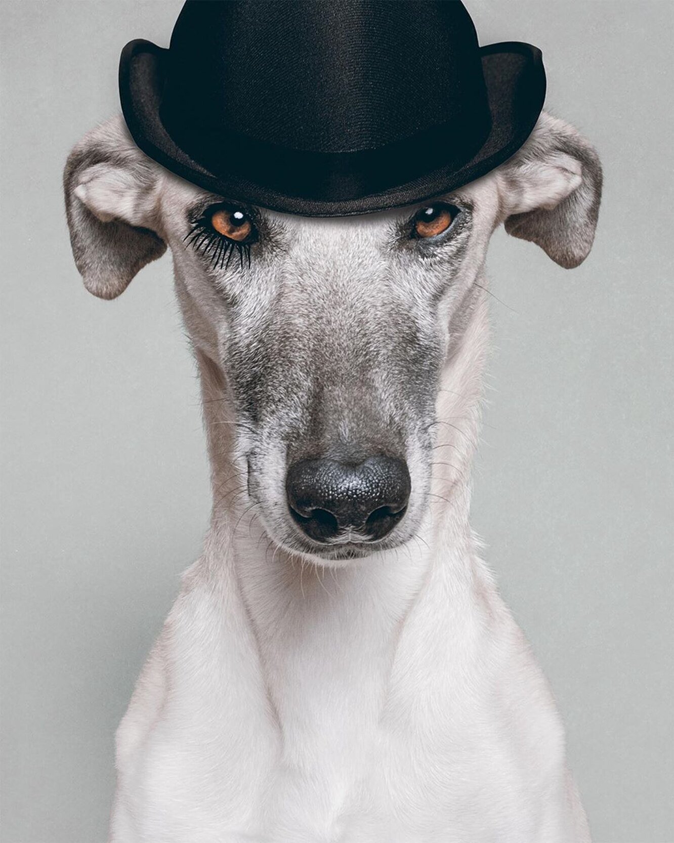 Животные шляпа. Животное в шляпе. Собака в шляпе. Звери в шляпах. Джек Рассел в шляпе.