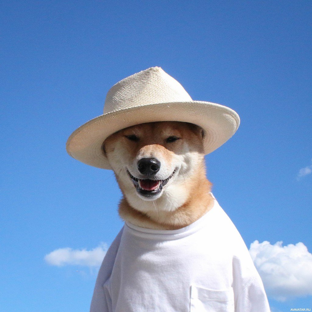 Собака в шляпе - 71 фото