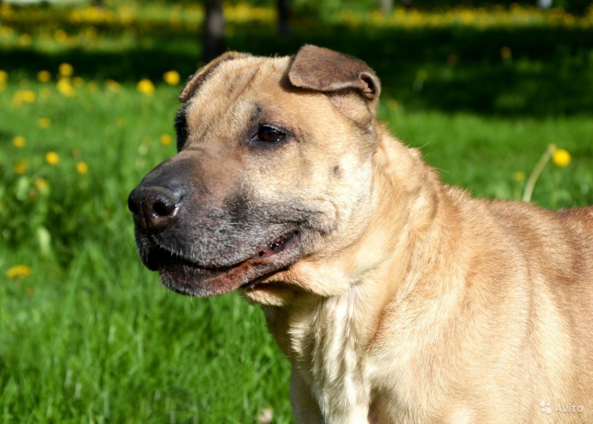 Шарпей с высунутым языком