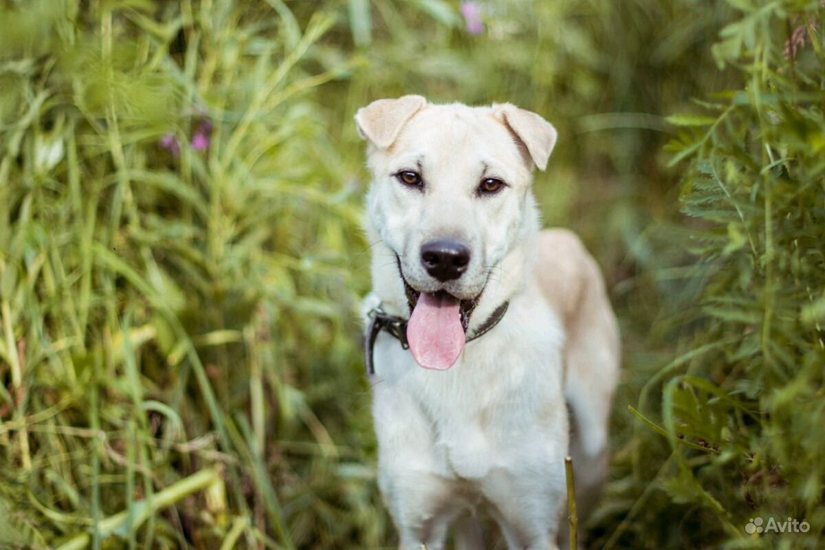 Такса с шарпеем