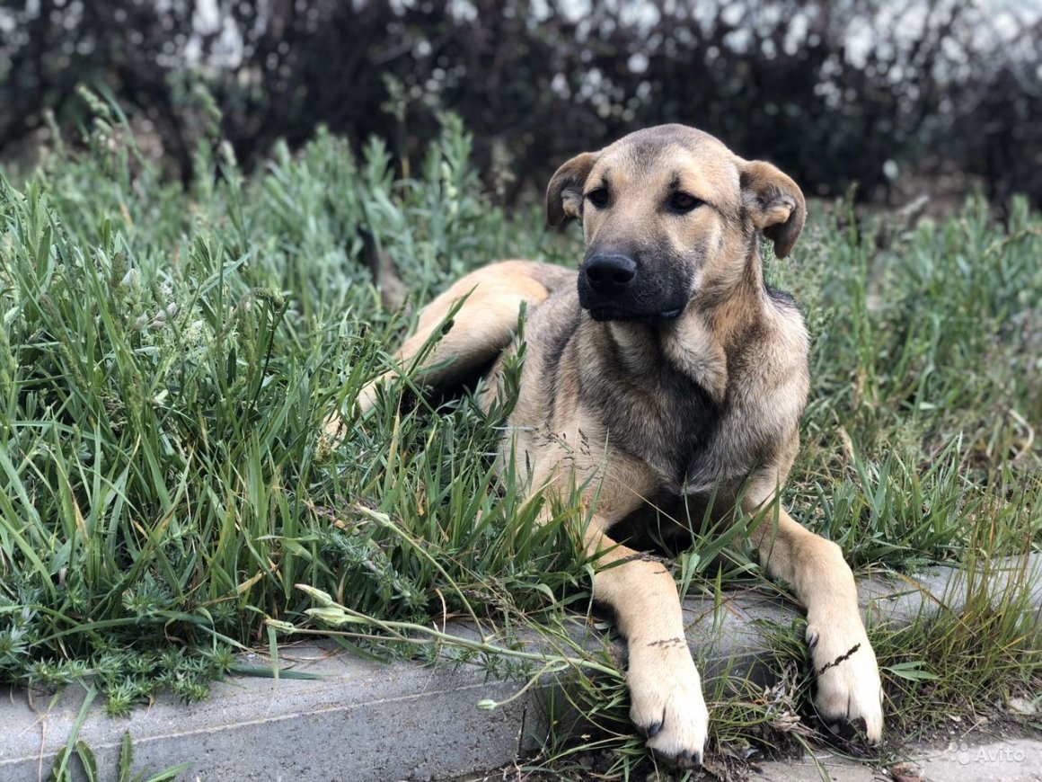 Шарпей и чихуахуа