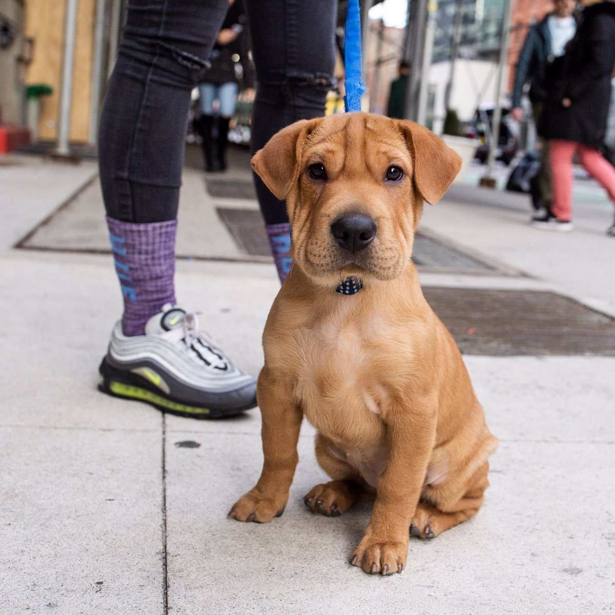 Шарпей и бульдог