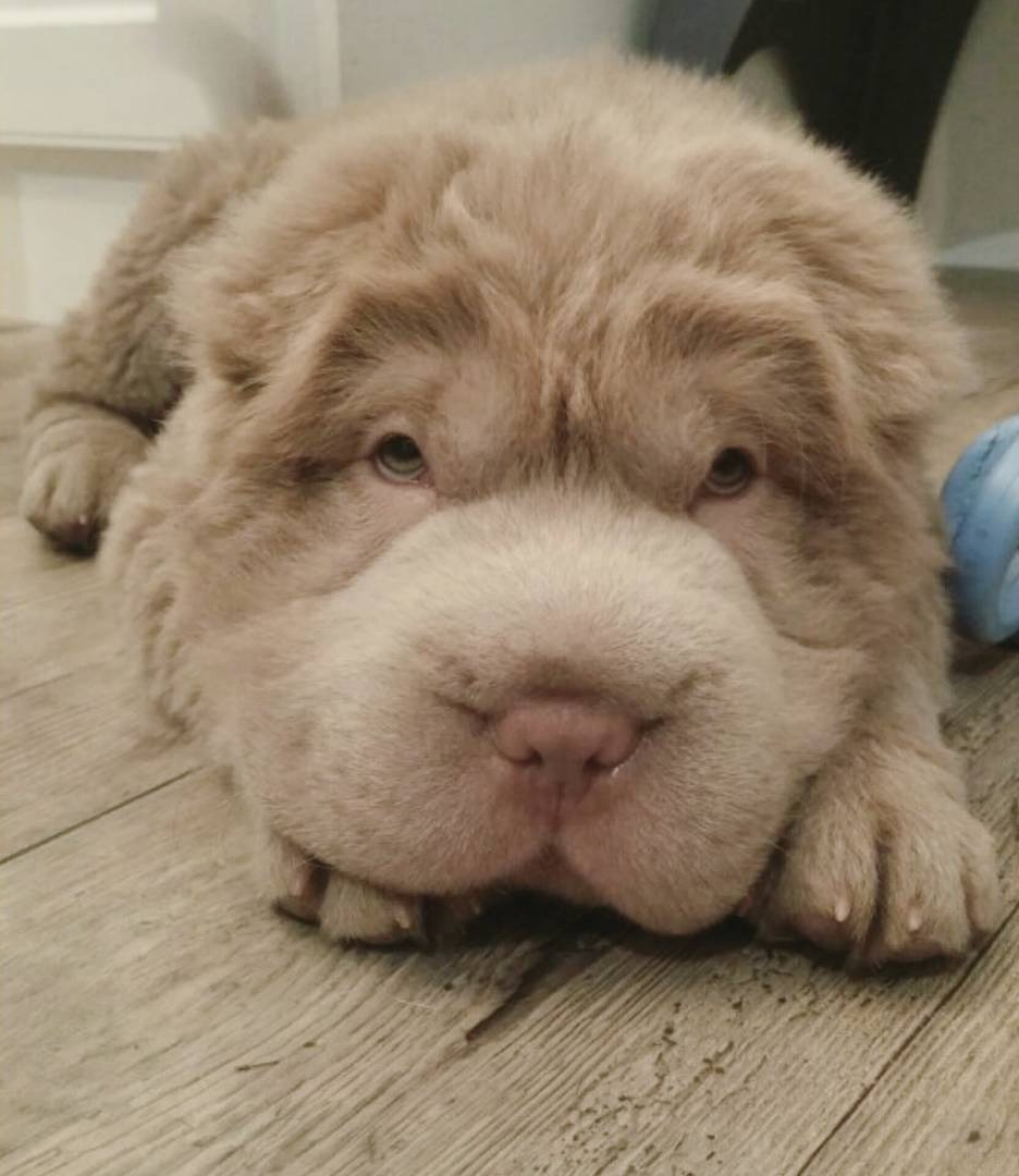 Бигль с шарпеем