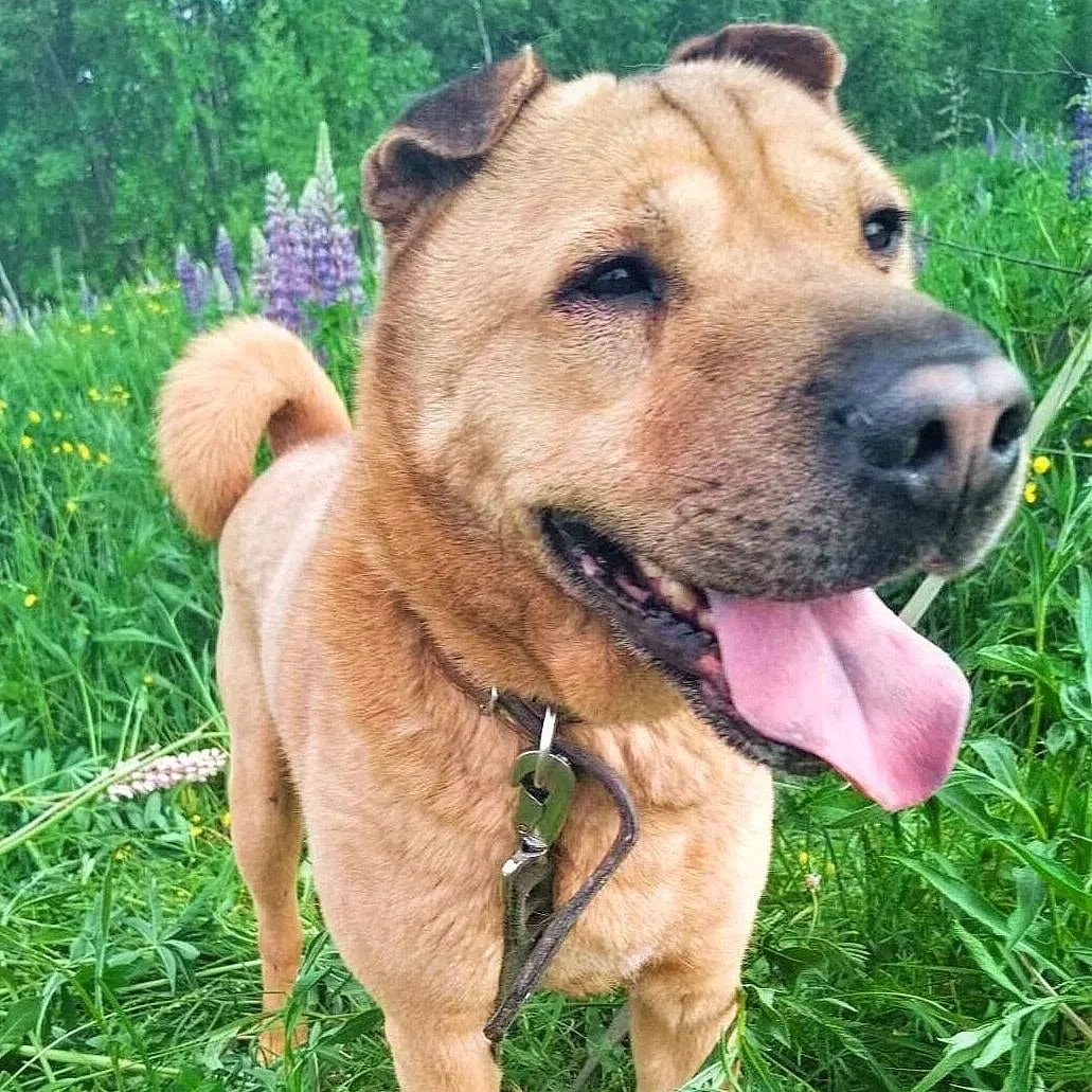 Как должен выглядеть лабрадор с помесью шарпея мастифа