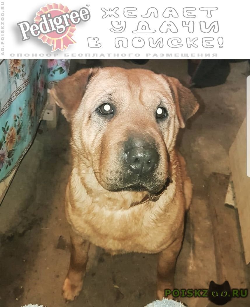 Метис шарпея рыжий