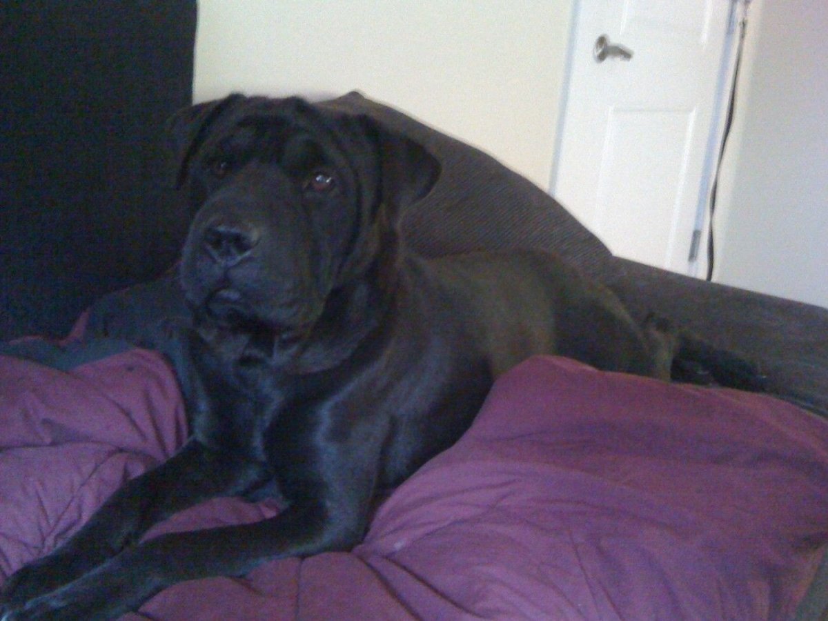 Шарпей неметскаяовчарка