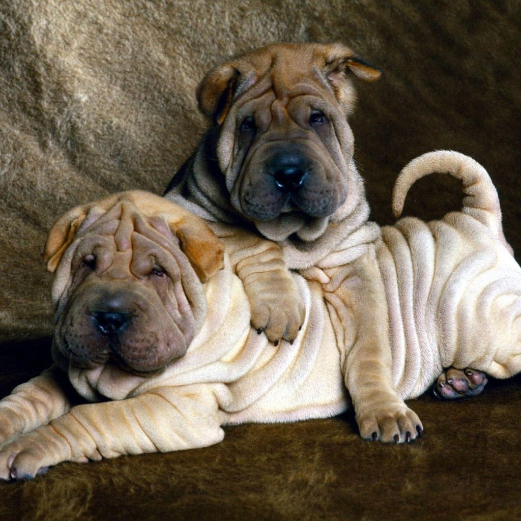 Канадский шарпей