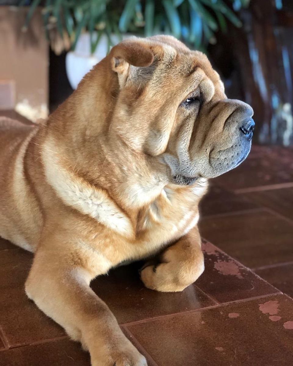 Метис шарпея и чау-чау