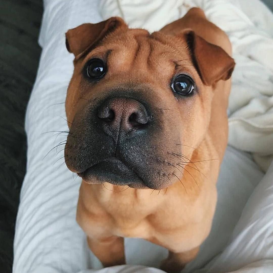 Помесь шарпея и боксера