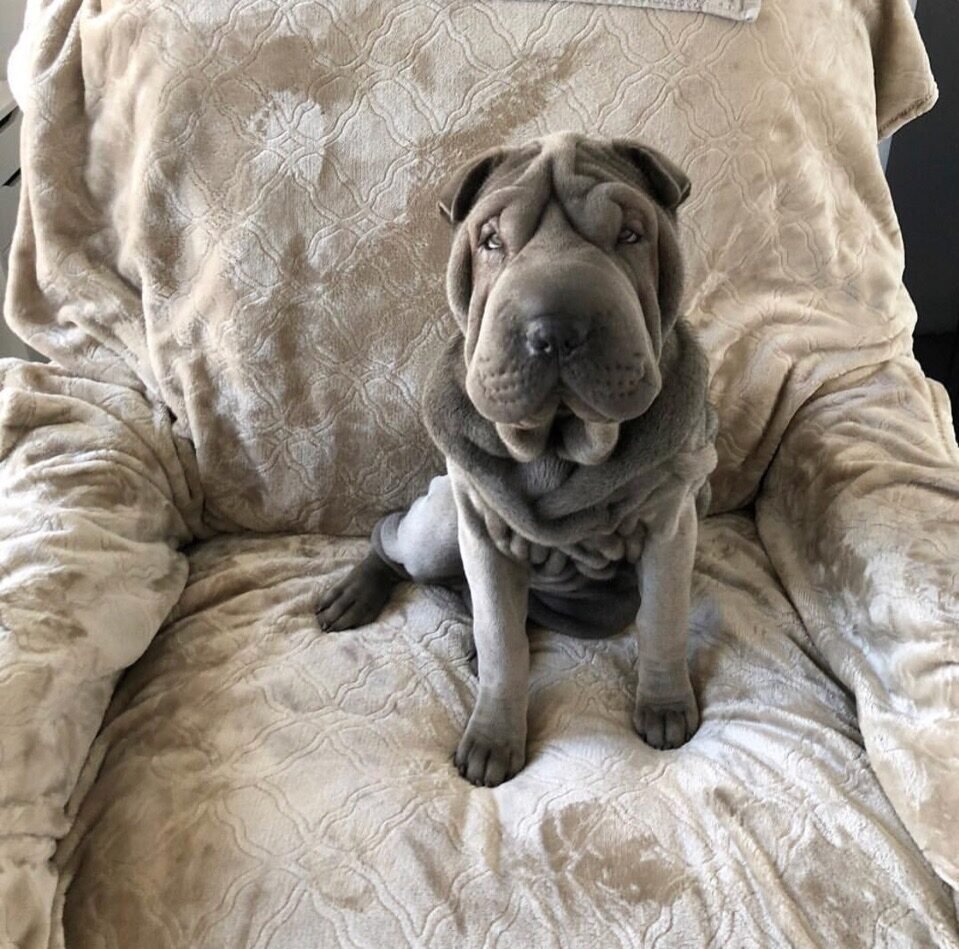 Шарпей собака и лабрадор