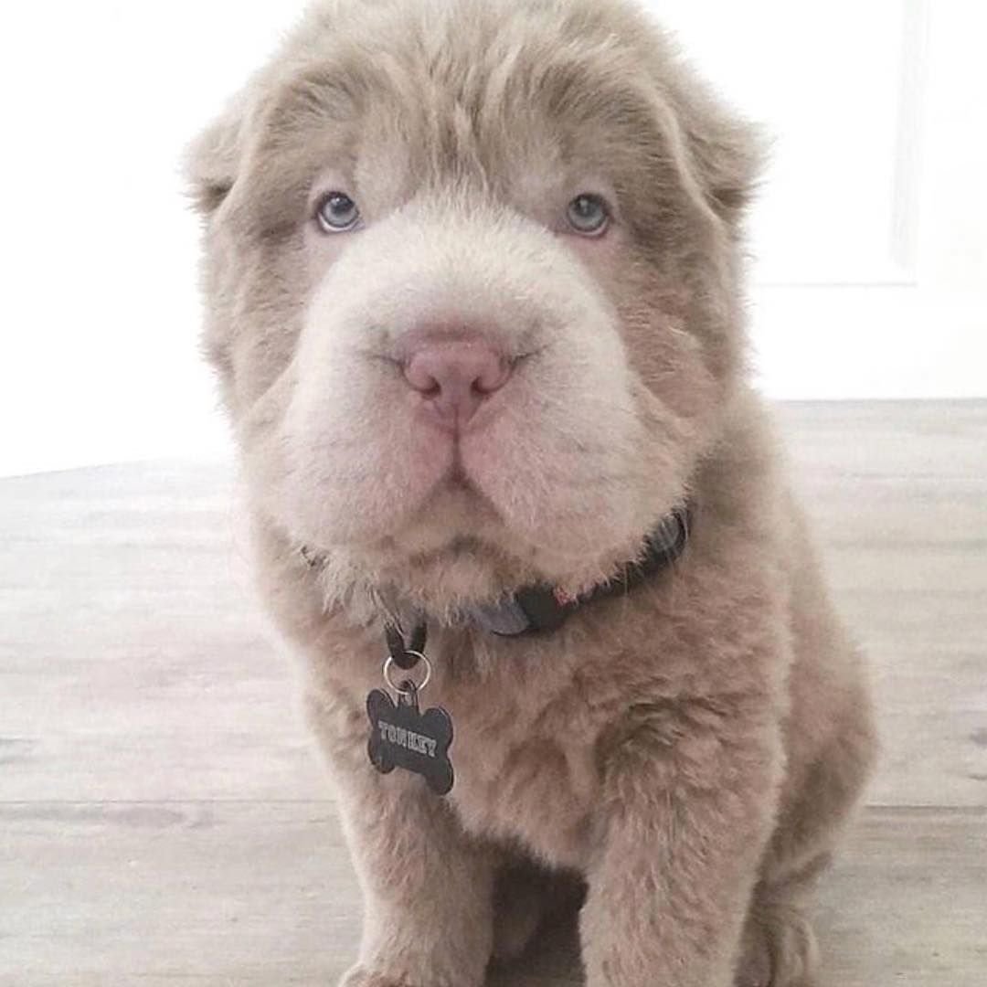 Метис шарпея