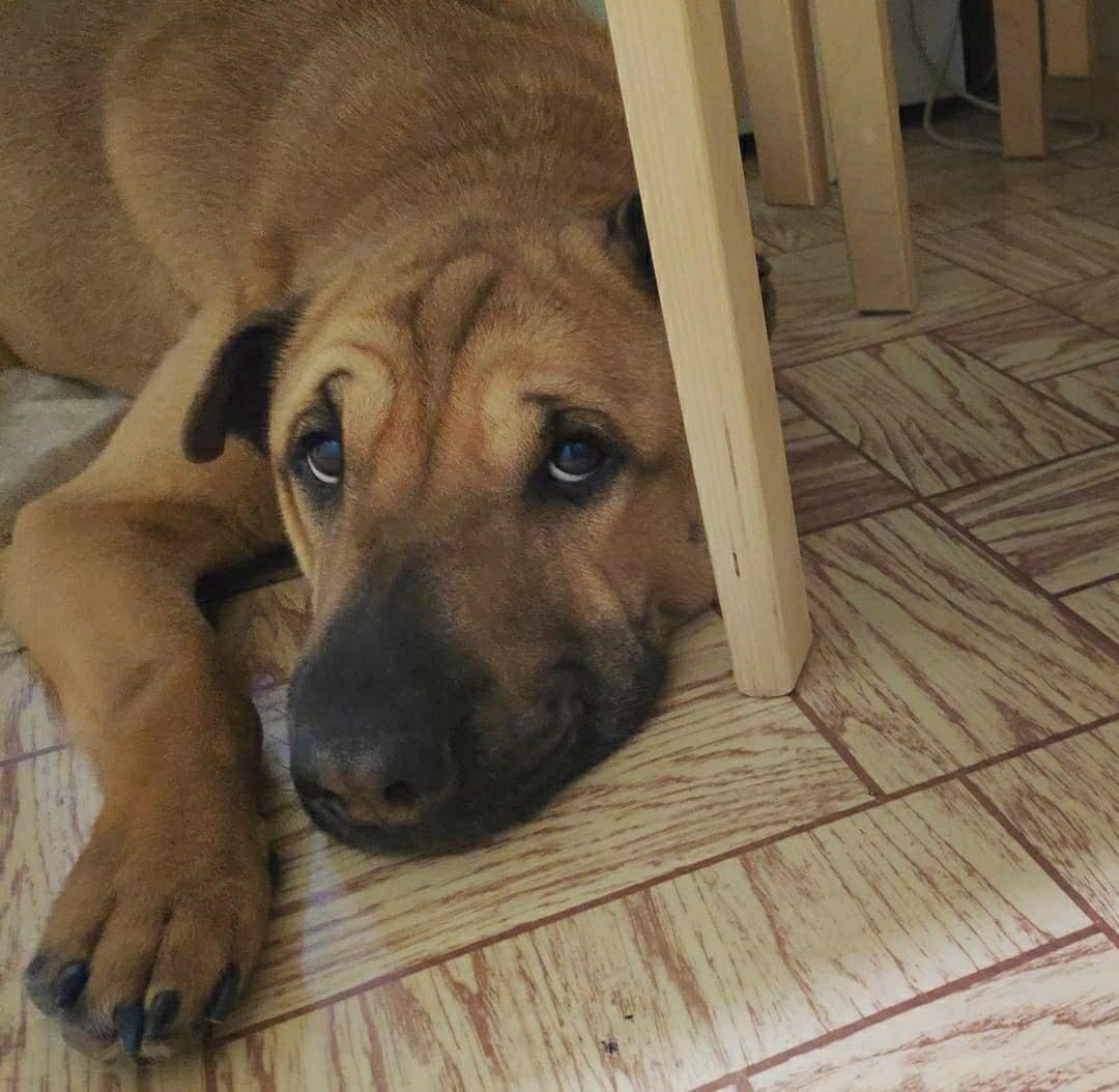 Метис шарпея