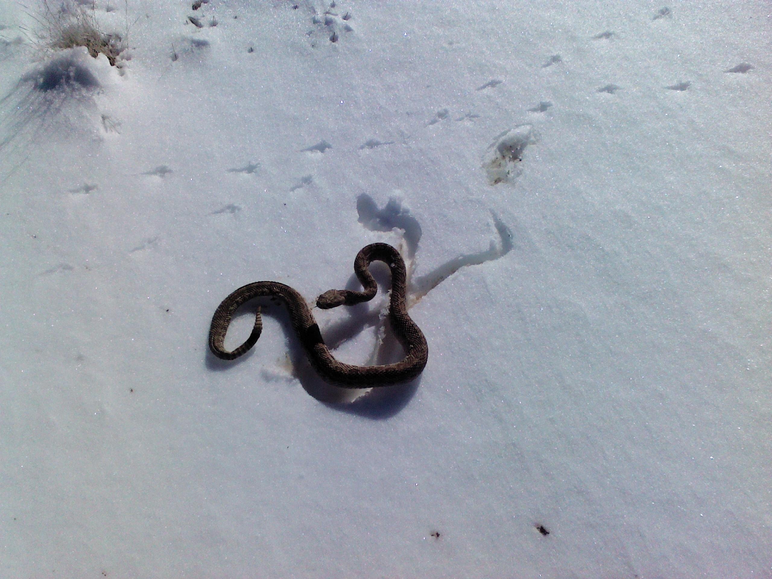 Ящерица зимой. Змея в снегу. Змеи зимуют. Змеи зимой. Змея из снега.
