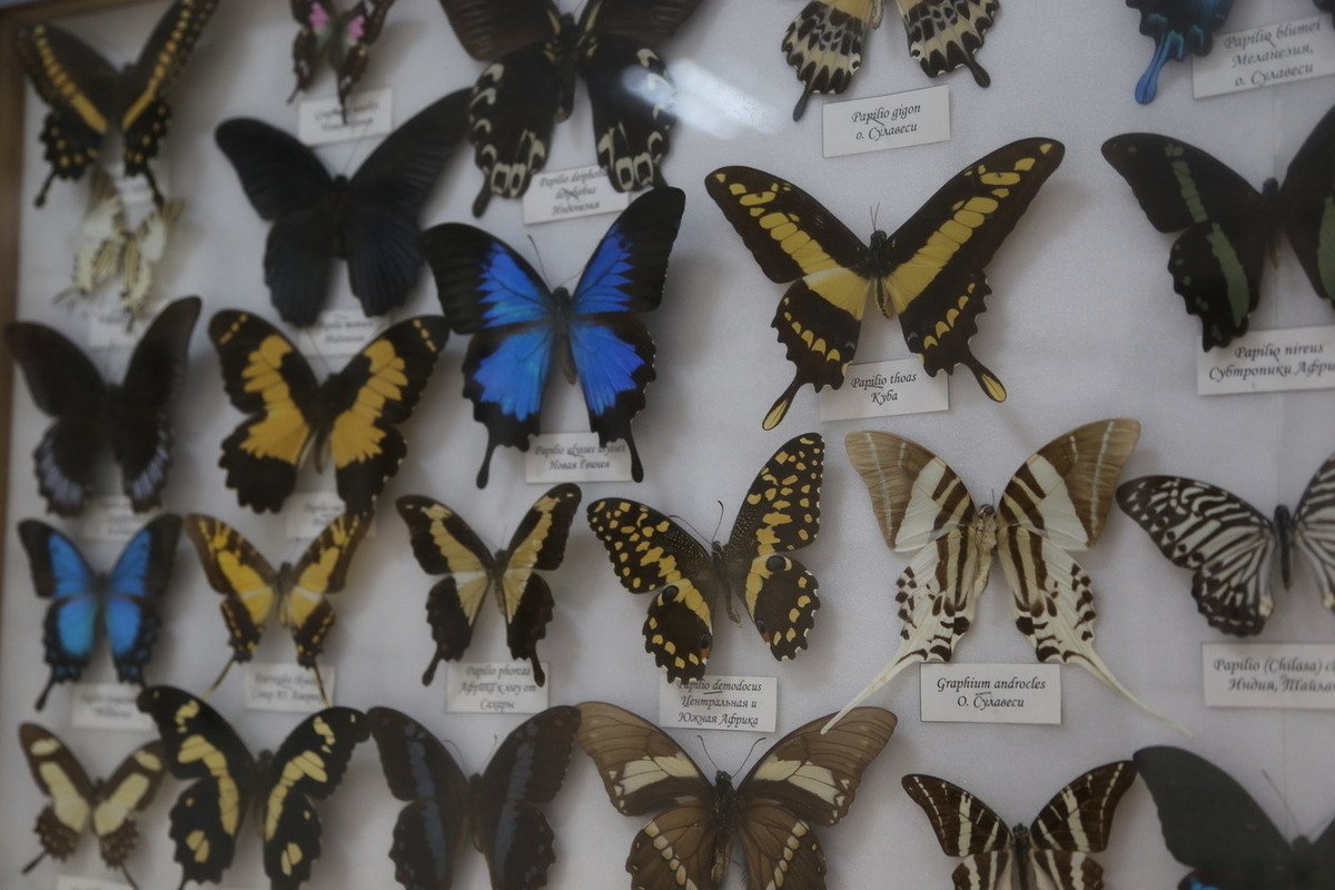 Коллекция крыльев бабочки