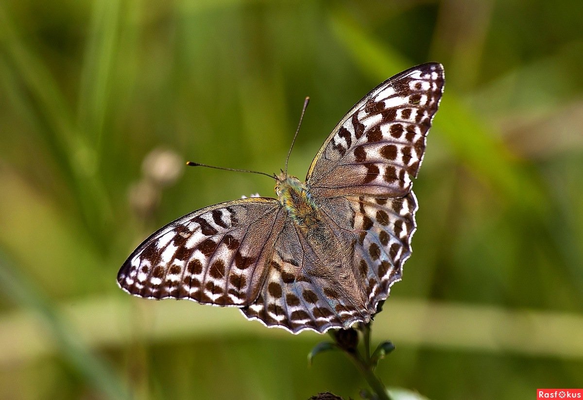 Перламутровка большая Лесная
