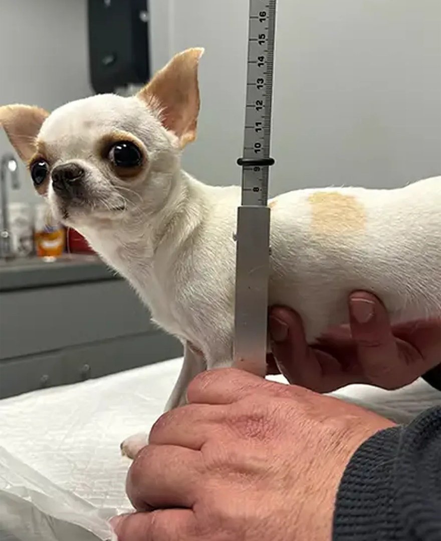 Доберман смешной