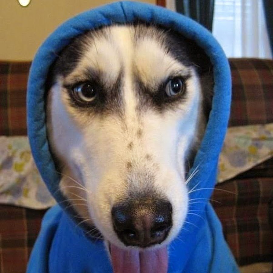 Доберман с цепью