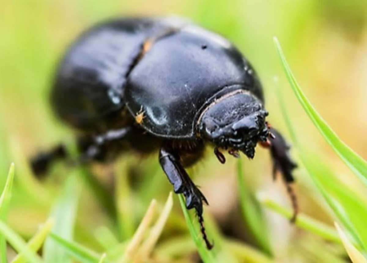 Черный Жук осоед