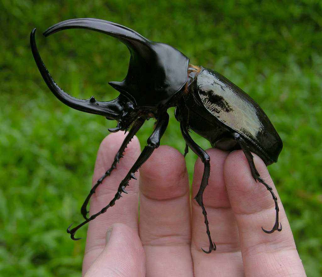 Chalcosoma moellenkampi