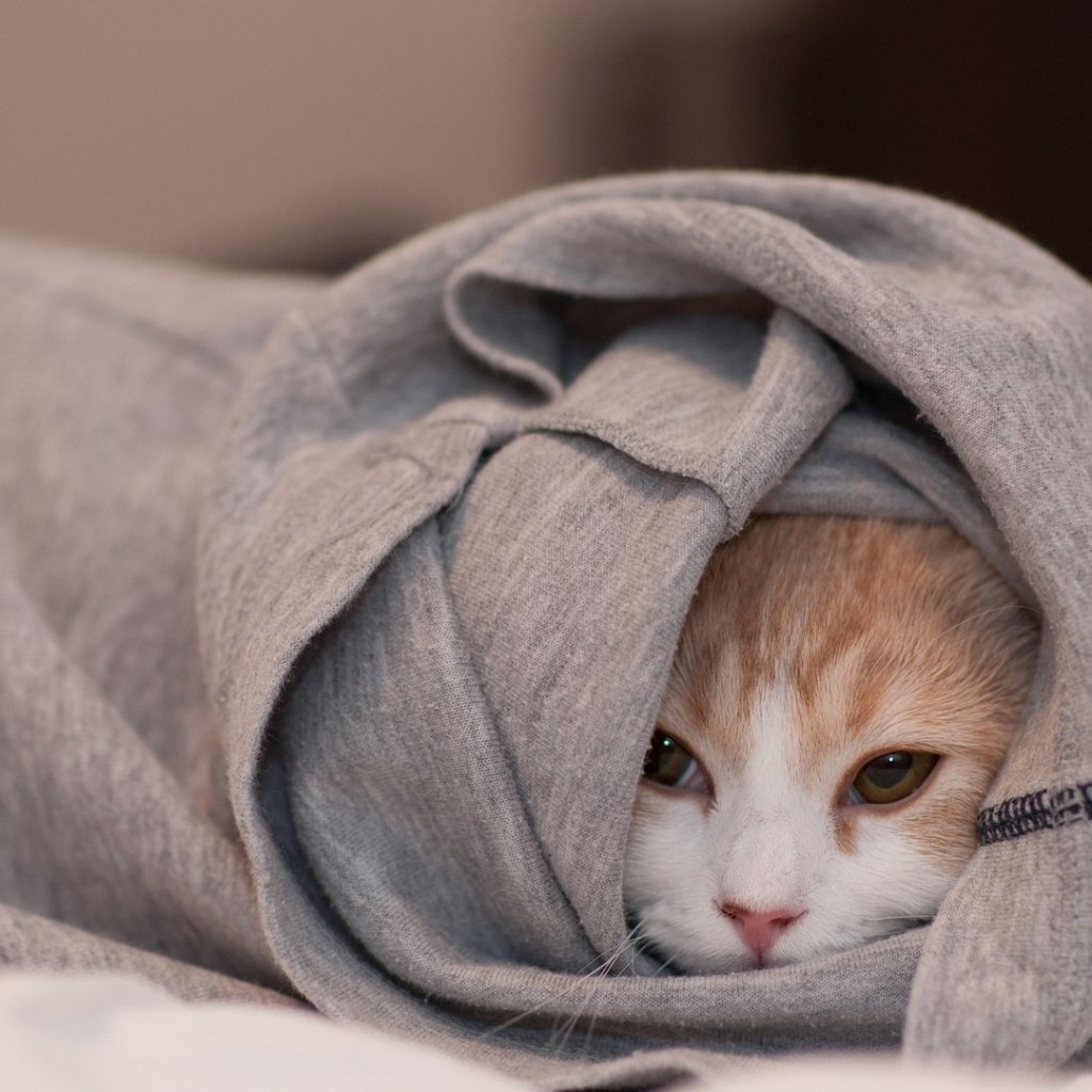 Котенок под одеялом