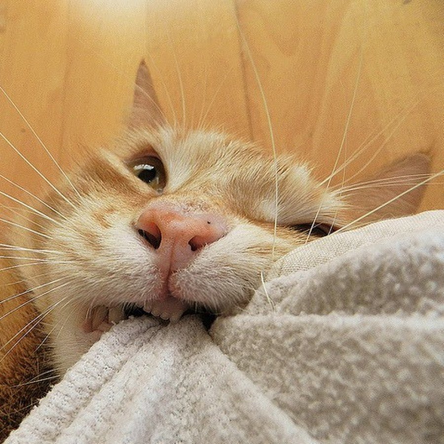 Котики стягивают одеяло