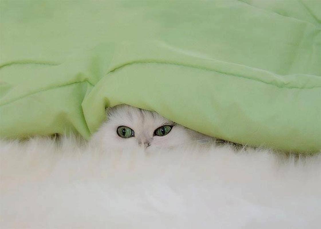 Кошка из под одеяла