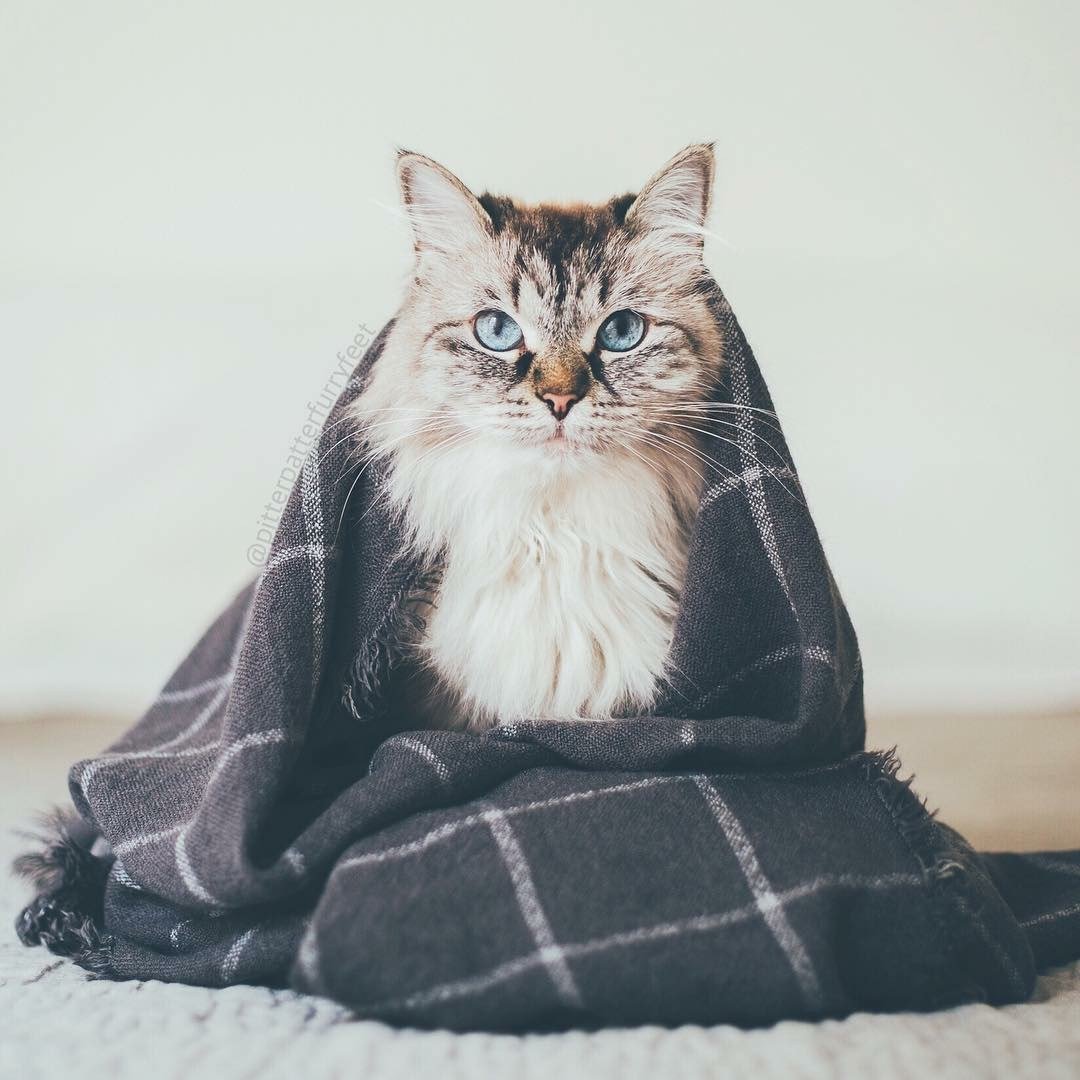 Матильда кошка