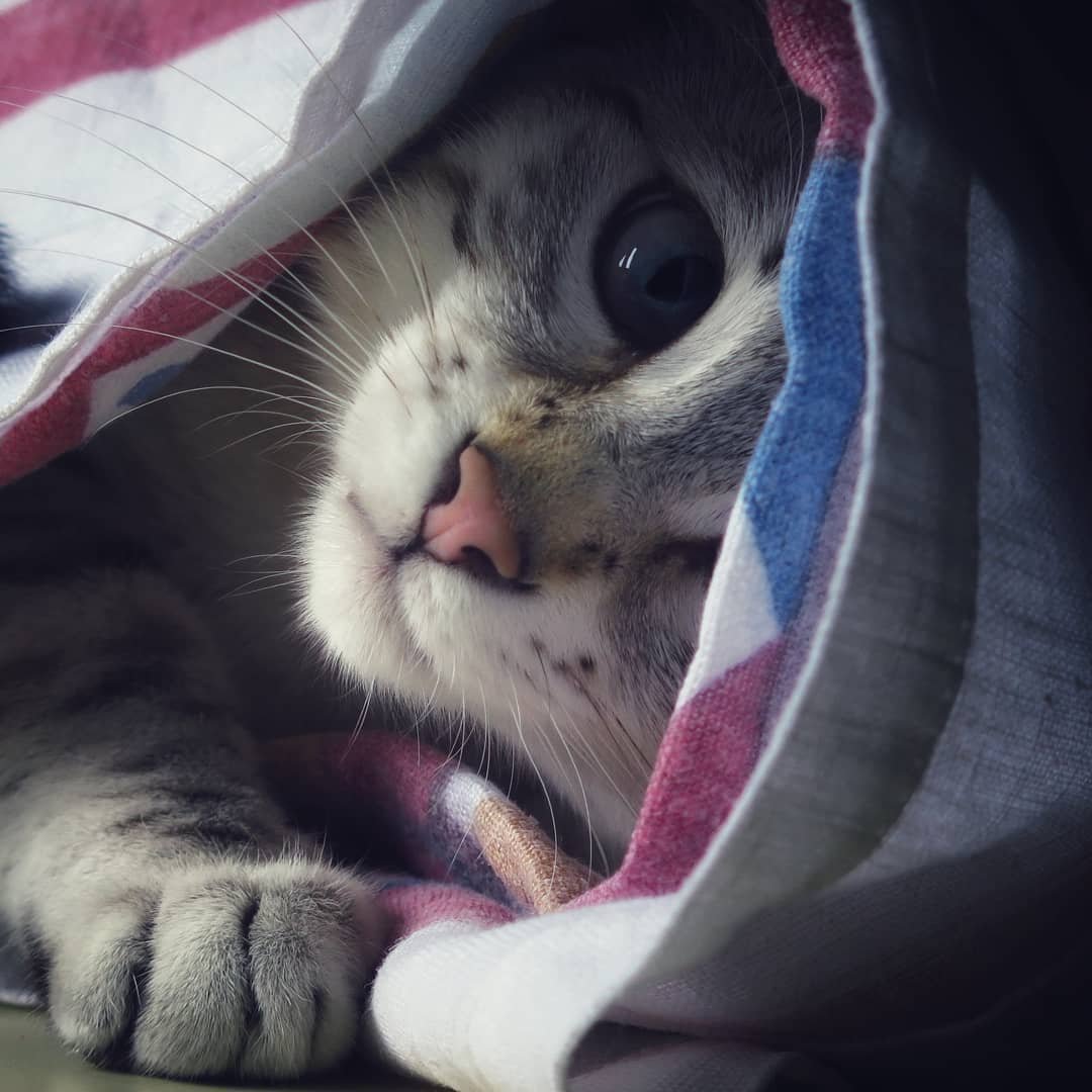 Котик в пледе