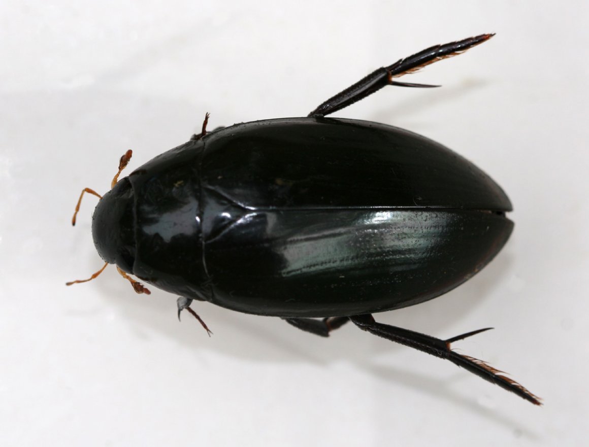 Жук водолюб большой