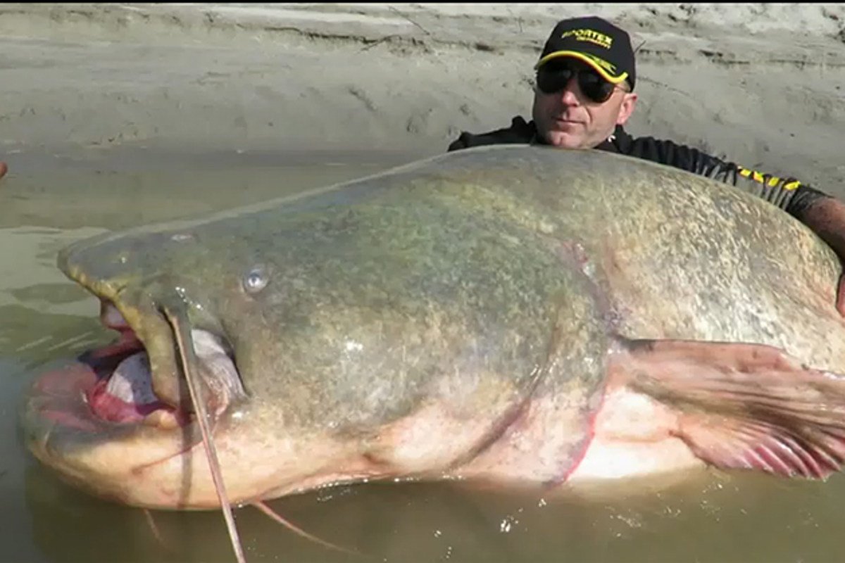 Mekong giant Catfish