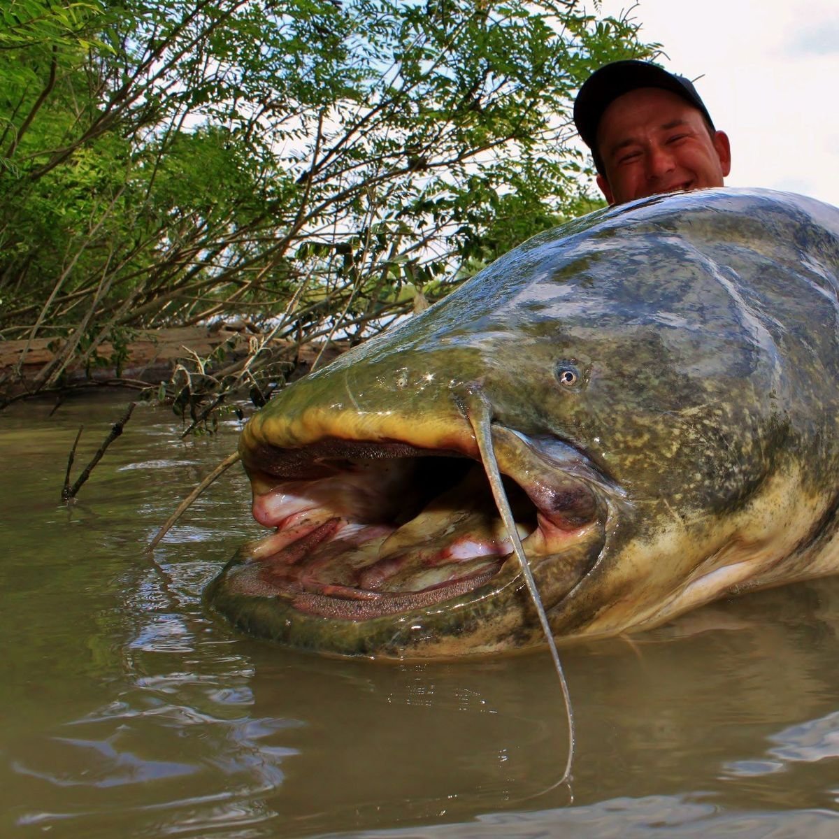 Самая большая Пресноводная рыба
