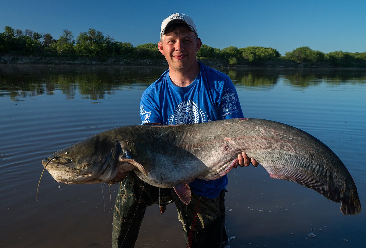 Гигантский сом Меконга