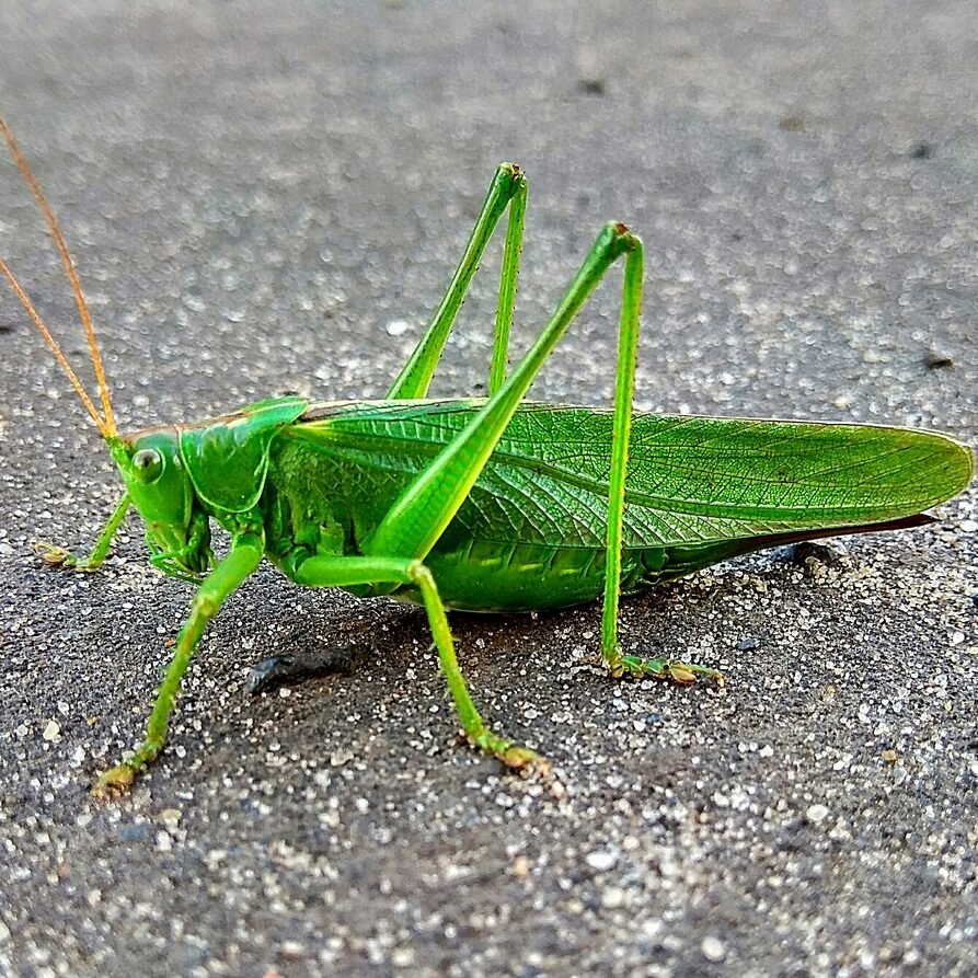Богучаны кузнечик богомол