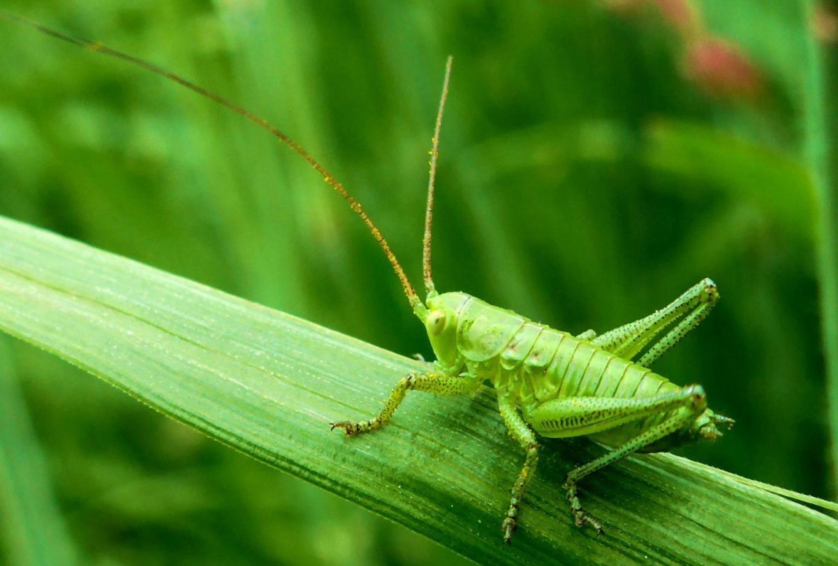 Саранча зеленая кобылка