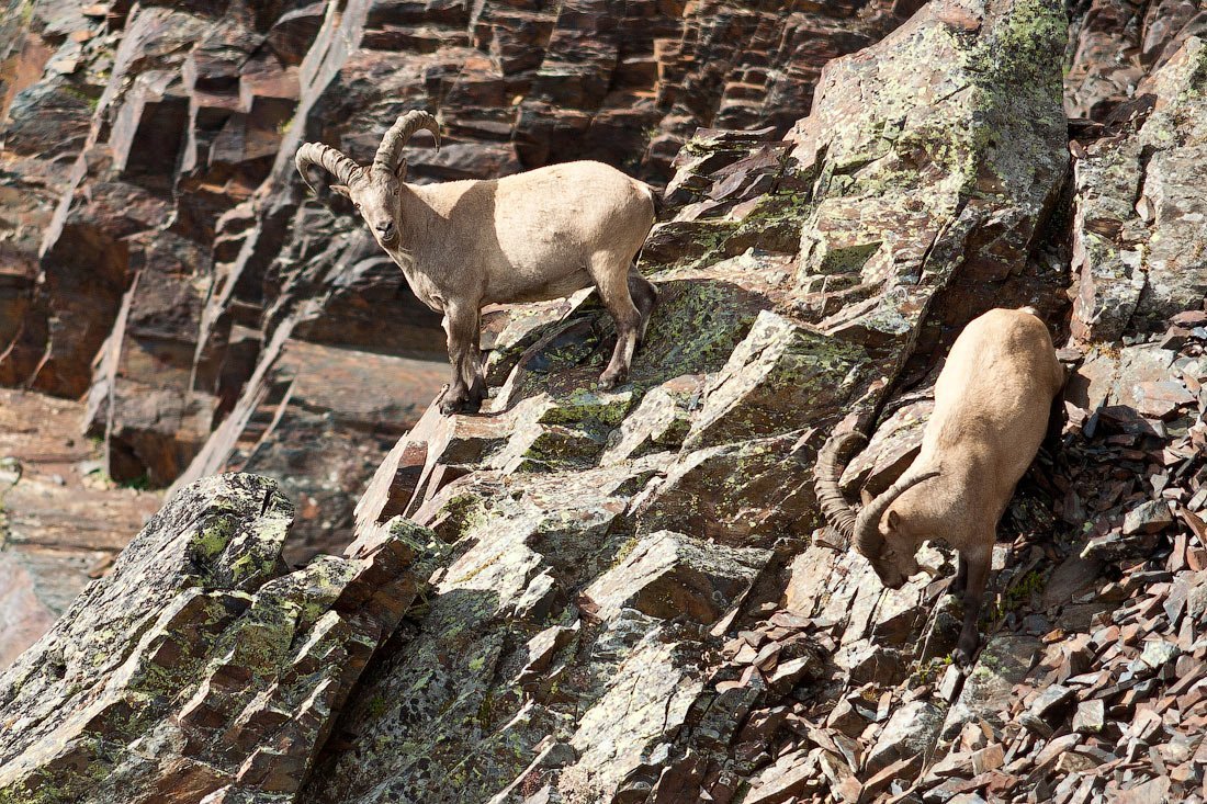 Охота в горах Кавказа тур