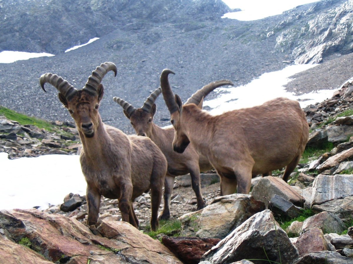 Западнокавказский тур кавказский заповедник