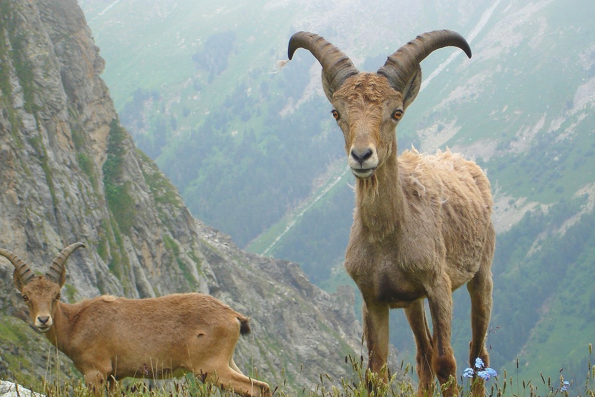 Горный козел Северная Осетия Алания