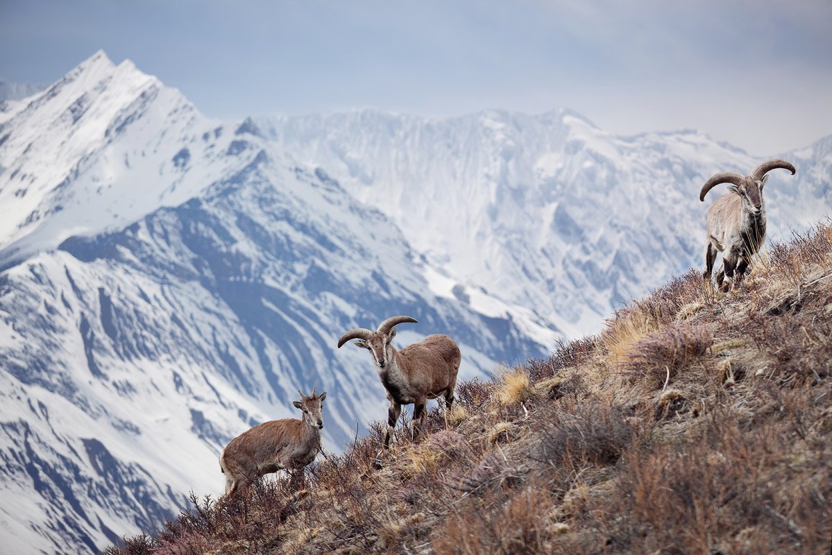 Горный козел Гималаи