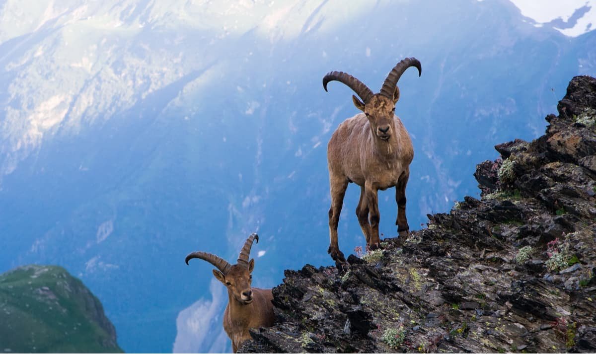 Тебердинский заповедник горный козел
