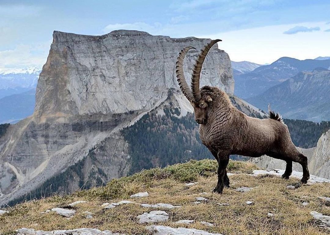 Горный козел в Хакасии