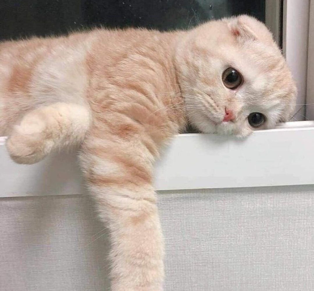 Котенок злится