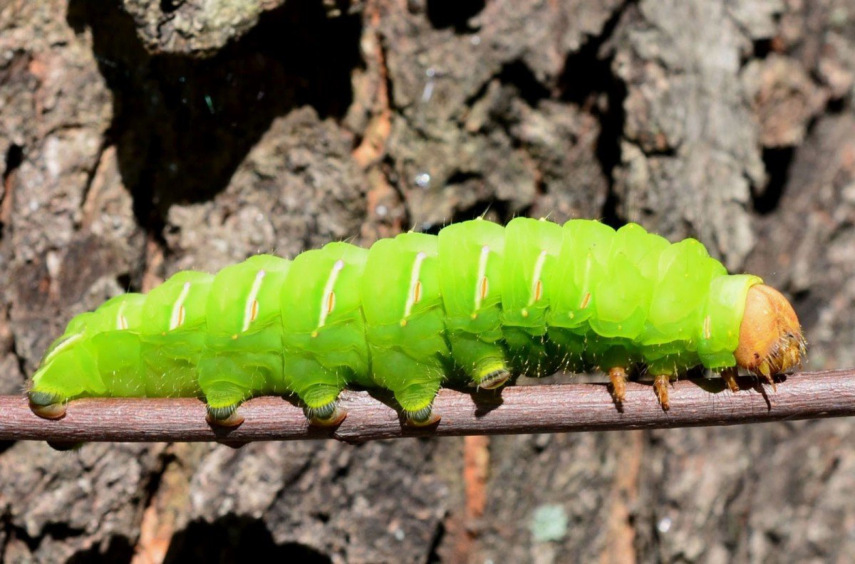 Походный шелкопряд гусеница