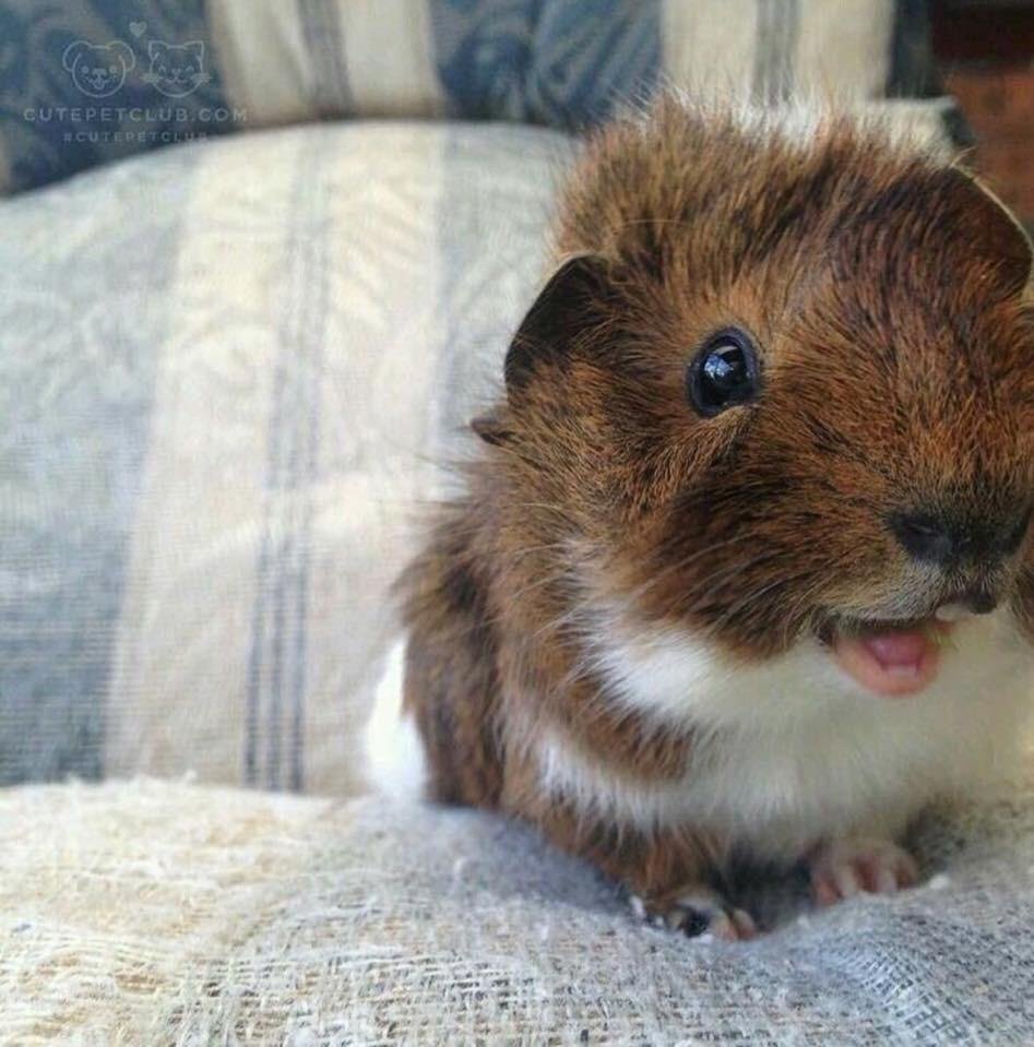 Забавные морские свинки