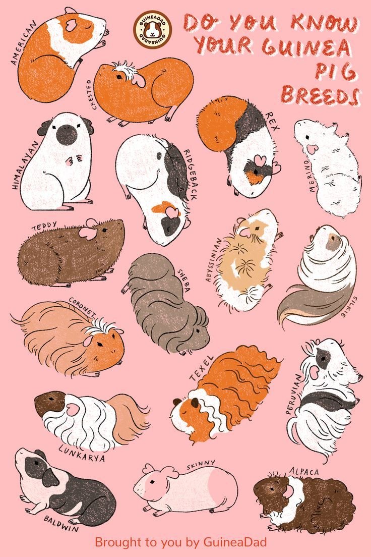 Морские свинки