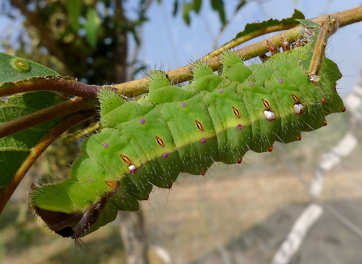 Буковый шелкопряд гусеница