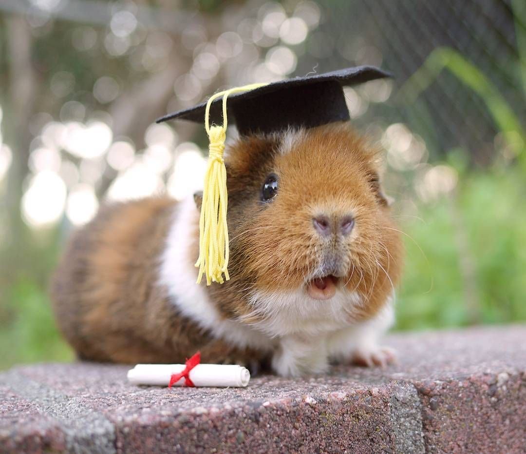 Забавные морские свинки