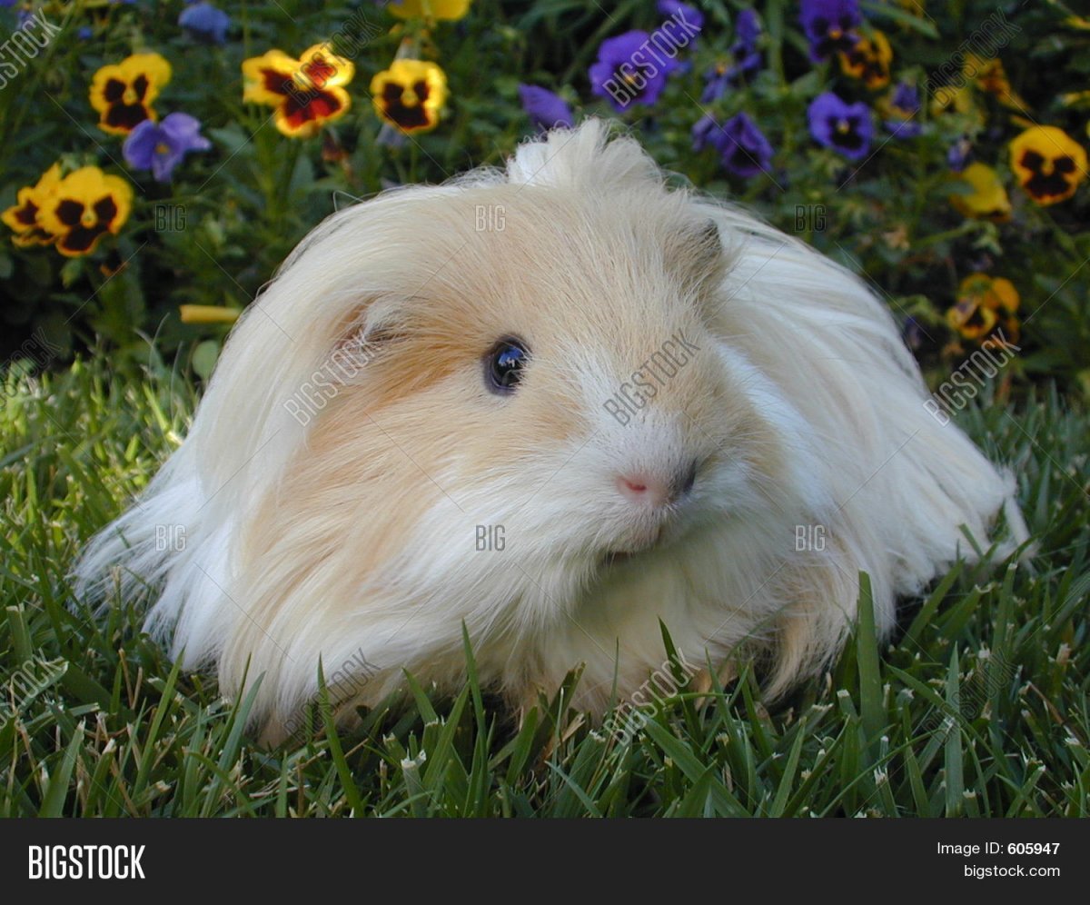 Ангорская морская Свинка